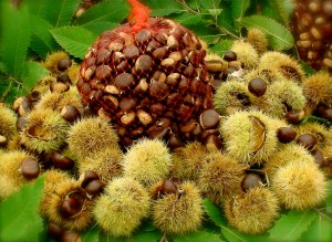 le bionde di vezzolacca....le castagne migliori della valtolla