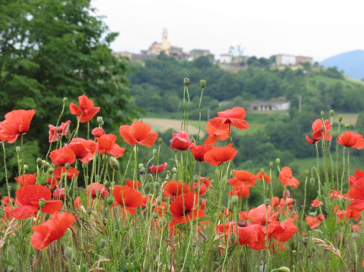 photo by sergio valtolla