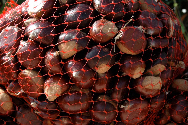 le castagne della valtolla...le migliori!