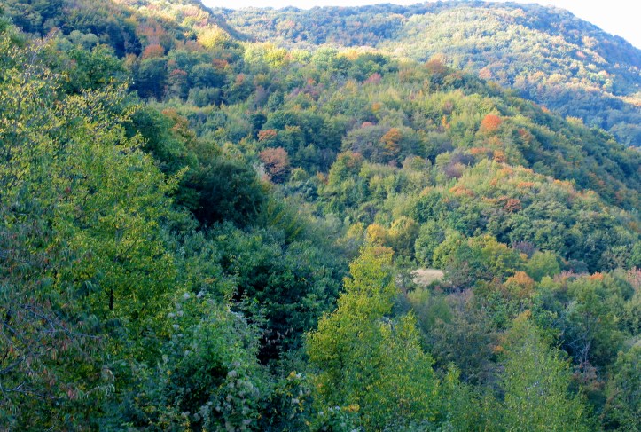 IMG_1625 boschi in valtolla