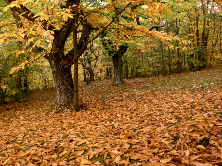 valtolla's blog photo CIMG1872