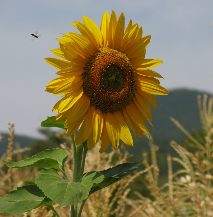 valtolla photo IMG_0149