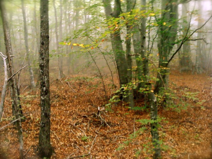 valtolla iphone archive IMG_0833