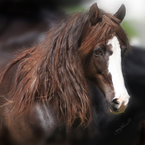 flickr per valtolla IMG_0906