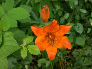 bel fiore...in bella valtolla