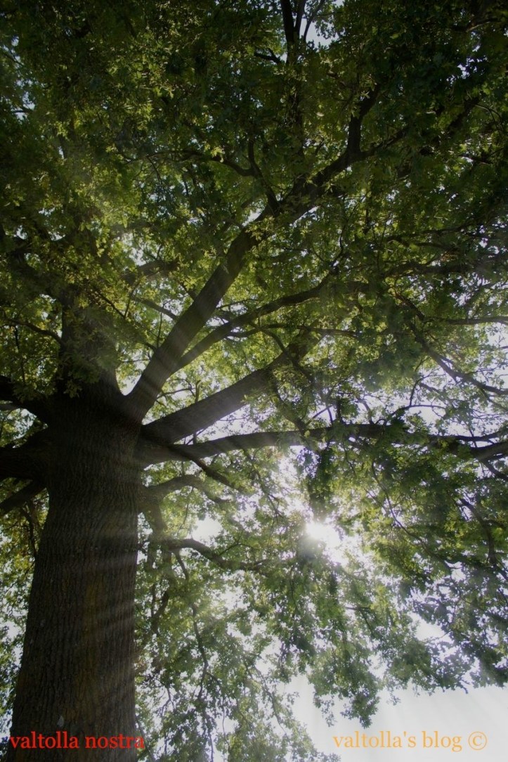 quercia solare 1 IMG_6267