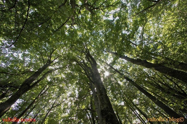 piante rays IMG_6435