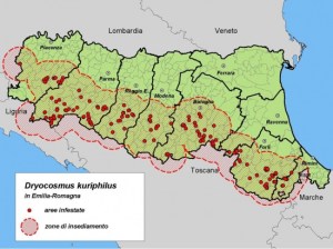vespa cinese Dryocosmus_regione_2010_imagelarge