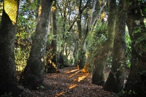 bosco appenninico dal web