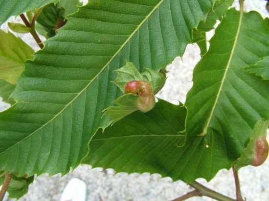 f-galla-rossa-Foto-De-Paol-E_imagelarge