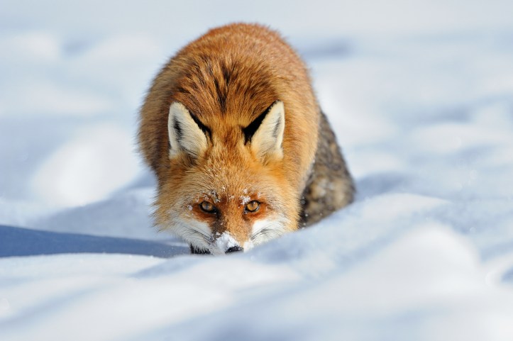 la volpe by Zana 08 (clic per ingrandire)