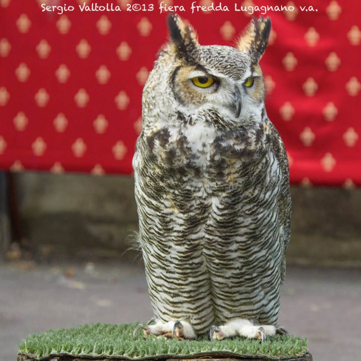 facolneria lugagnano  2-1 copia