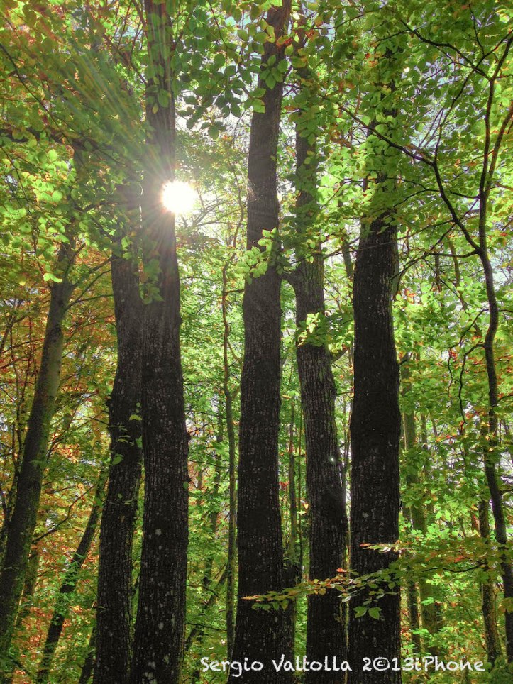 il grande bosco della valtolla...