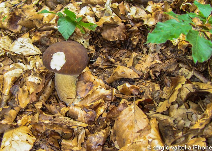 2014-08-16-funghi in valdarda