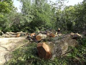 Parco-Provinciale-Monte-Moria-2-800