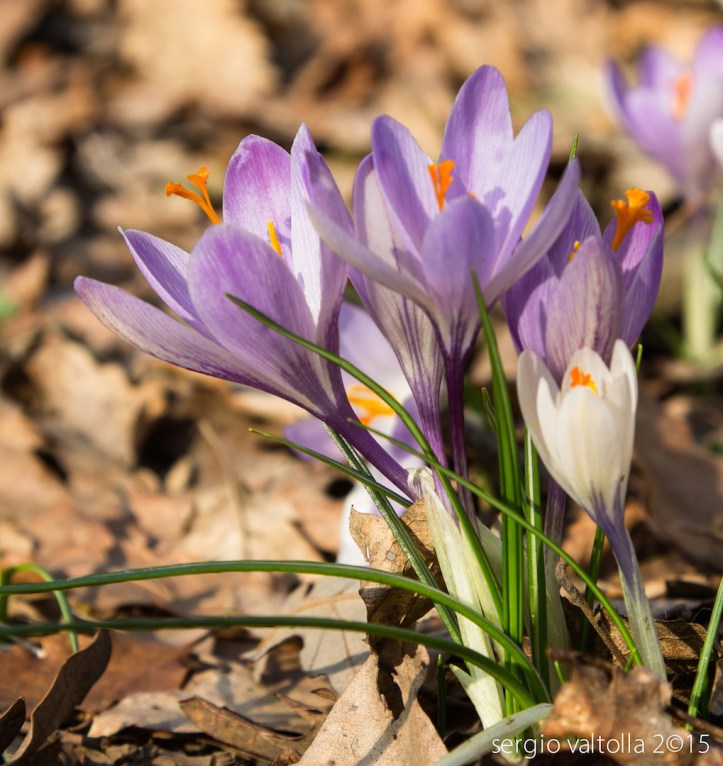 2015-02-19- crochi al boscone LR -2275