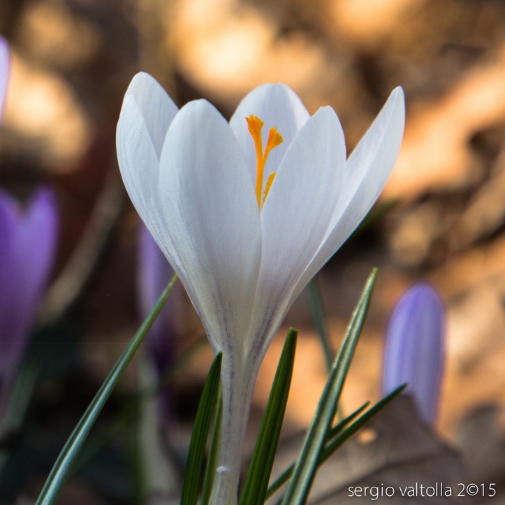 2015-02-19- crochi al boscone LR -2279