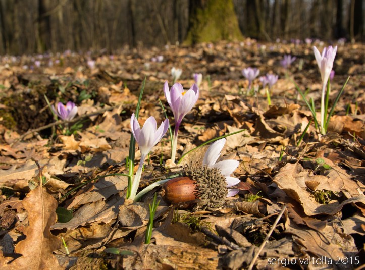 2015-02-19- crochi al boscone LR -2286