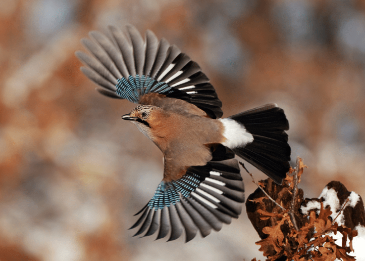 ghiandaia di e.civitillo