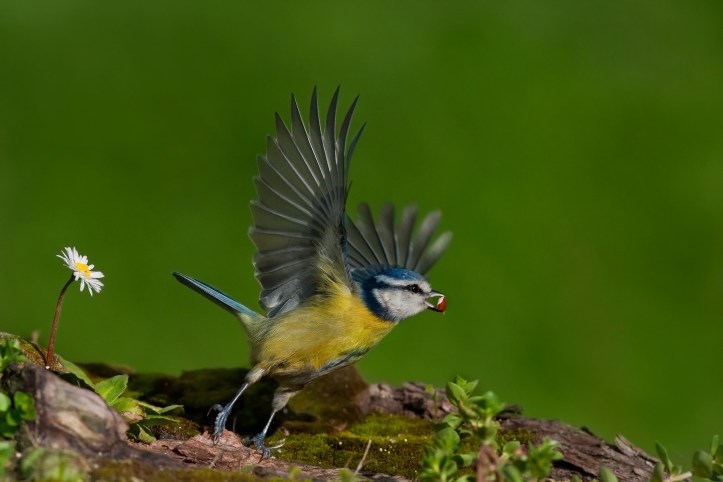 s.serra, cinciarella-volo-1800px