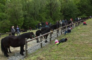 2015-05-03-cavalli a morfasso LR-3324