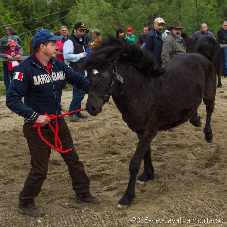 2015-05-03-cavalli a morfasso LR-3402