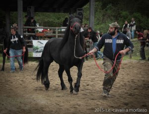 2015-05-03-cavalli a morfasso LR-3467