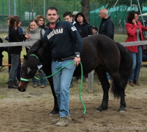 2015-05-03-cavalli a morfasso LR-3529