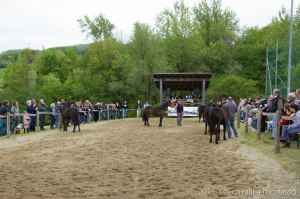2015-05-03-cavalli a morfasso LR-7855