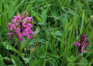 2015-05-05-fiori a santa franca LR-3566