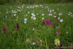 2015-05-05-fiori a santa franca LR-7904