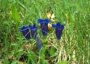 2015-05-05-fiori a santa franca LR-7910