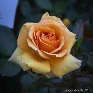 2015-05-10-paderna frutti antichi LR-3677