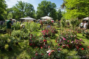 2015-05-10-paderna frutti antichi LR-8060