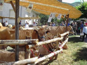 manifestazione zootecnica 4province