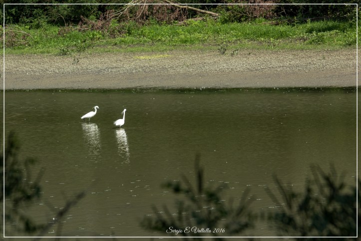 2016-05-16 lancone e giarola (no)-2499_Fotor