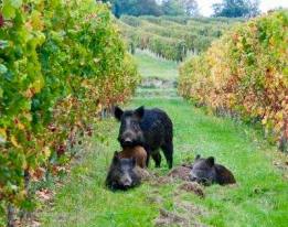 cinghiali-vite