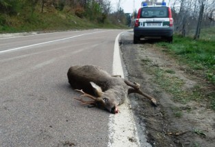 incidente-stradale_ingrandita-d1380819855