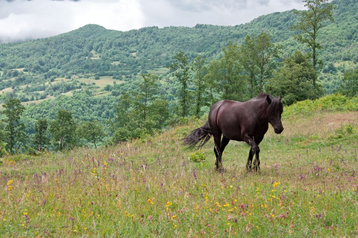 cavalla-al-pascolo.jpg