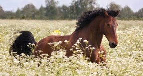 cavallo-ventasso-620x330