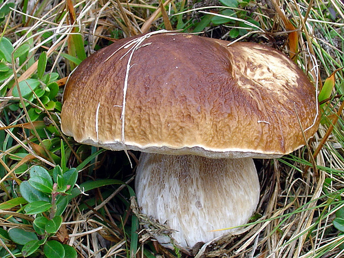 3031611297_898811cbf7