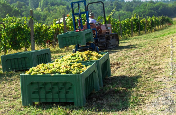 2016-09-23-vendemmia-a-travazzano-6099