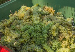 2016-09-23-vendemmia-a-travazzano-6104