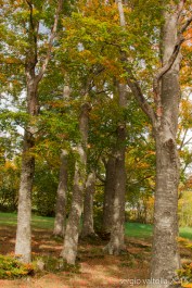 2015-10-santa-franca-8982