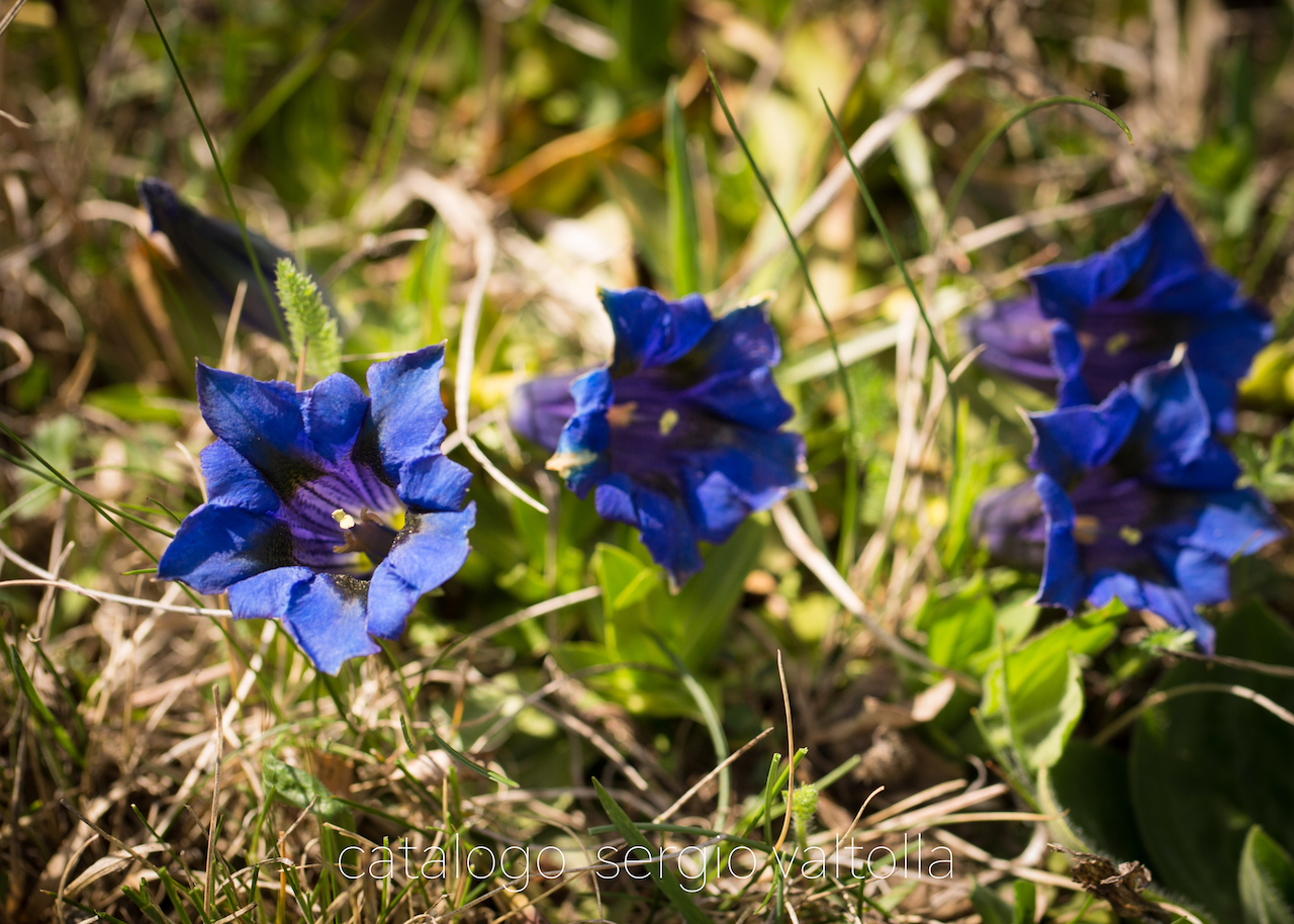 2017-04-14-genzianella-1DM4B4546